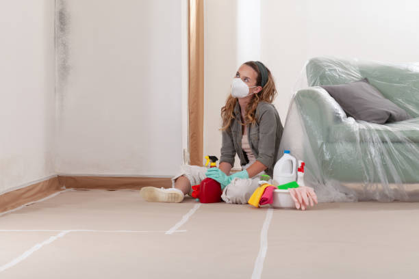 Reliable Mold Cleanup contractor in Knoxville, IL by Cheap Mold Removal