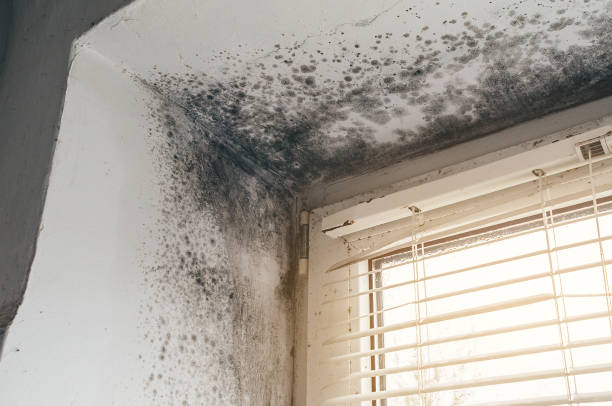 Affordable Mold Cleanup solutions in Knoxville, IL